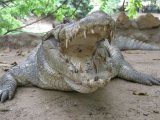 Крокодиловый бассейн Качикали
