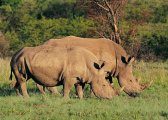 Святилище носорогов Khama